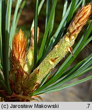 Pinus parviflora