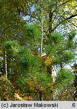 Pinus parviflora