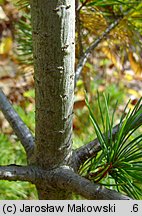 Pinus parviflora