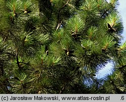 Pinus ponderosa (sosna żółta)