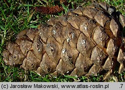 Pinus ponderosa (sosna żółta)