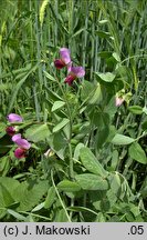 Pisum sativum ssp. arvense (groch zwyczajny polny)