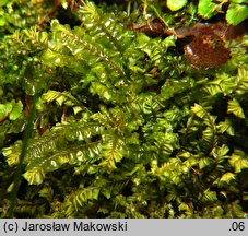 Plagiochila asplenioides (skosatka zanokcicowa)