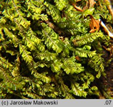 Plagiochila asplenioides (skosatka zanokcicowa)