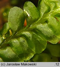 Plagiochila asplenioides (skosatka zanokcicowa)