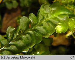 Plagiochila asplenioides (skosatka zanokcicowa)