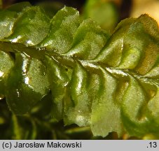 Plagiochila asplenioides (skosatka zanokcicowa)