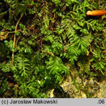 Plagiochila porelloides (skosatka parzochowata)