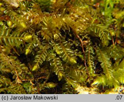 Plagiochila porelloides (skosatka parzochowata)