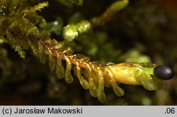 Plagiochila porelloides (skosatka parzochowata)