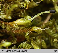 Plagiochila porelloides (skosatka parzochowata)