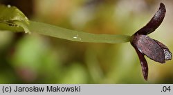 Plagiochila porelloides (skosatka parzochowata)