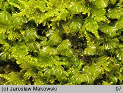 Plagiochila porelloides (skosatka parzochowata)