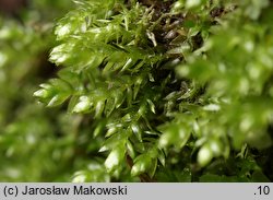 Plagiothecium cavifolium (dwustronek wklęsłolistny)