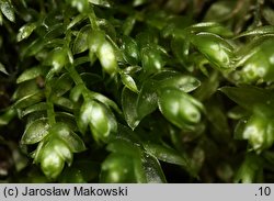 Plagiothecium cavifolium (dwustronek wklęsłolistny)