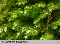 Plagiothecium cavifolium (dwustronek wklęsłolistny)