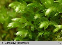 Plagiothecium cavifolium (dwustronek wklęsłolistny)