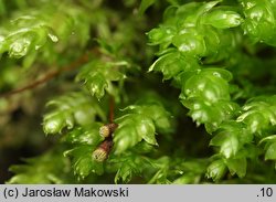 Plagiothecium cavifolium (dwustronek wklęsłolistny)