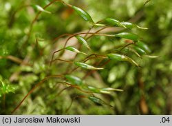 Plagiothecium cavifolium (dwustronek wklęsłolistny)