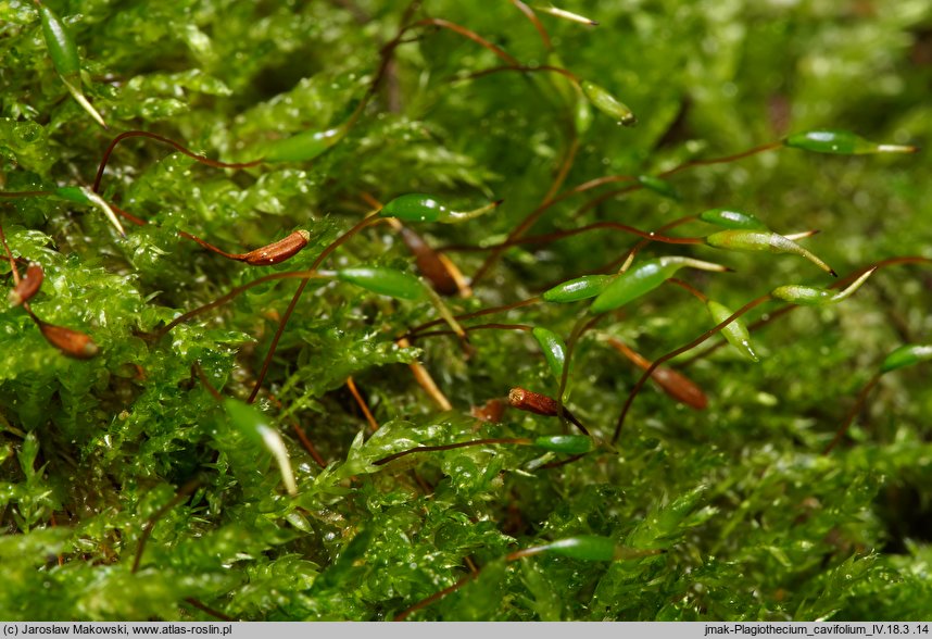 Plagiothecium cavifolium (dwustronek wklęsłolistny)