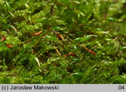 Plagiothecium cavifolium (dwustronek wklęsłolistny)