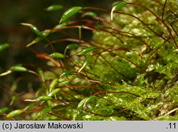 Plagiothecium cavifolium (dwustronek wklęsłolistny)