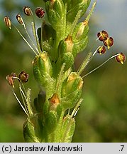 Plantago major