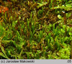 Platygyrium repens (sznureczniak pełzający)