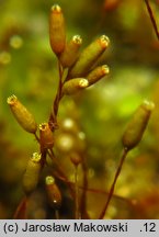 Platygyrium repens (sznureczniak pełzający)