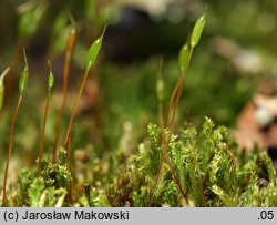 Platygyrium repens (sznureczniak pełzający)