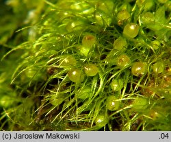 Pleuridium acuminatum (karczyk zaostrzony)