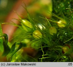 Pleuridium acuminatum (karczyk zaostrzony)