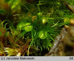 Pleuridium acuminatum (karczyk zaostrzony)