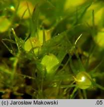 Pleuridium acuminatum (karczyk zaostrzony)