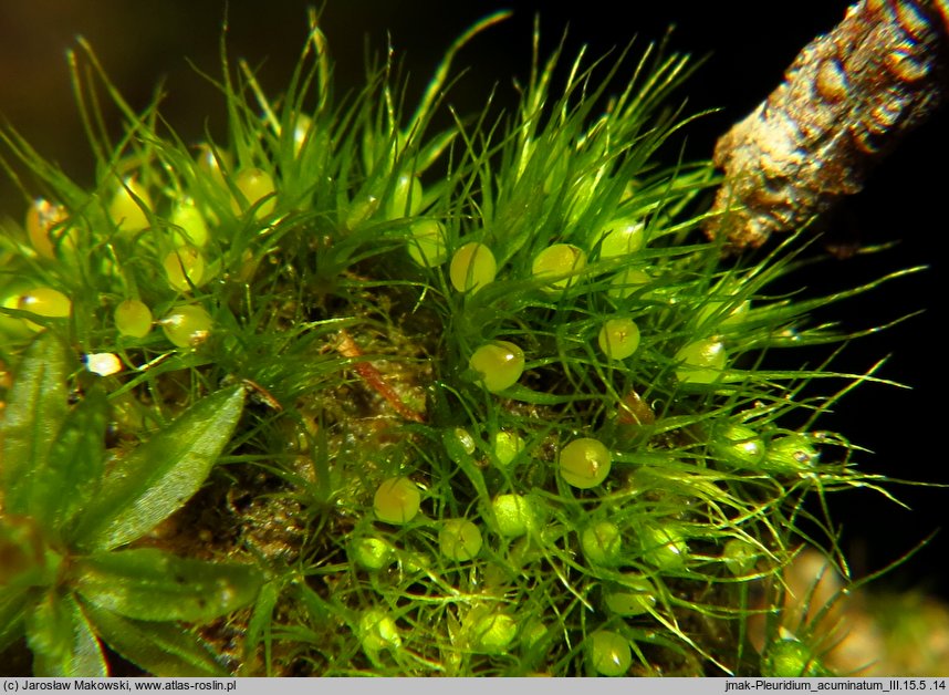 Pleuridium acuminatum (karczyk zaostrzony)