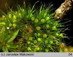 Pleuridium acuminatum (karczyk zaostrzony)