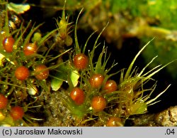 Pleuridium acuminatum (karczyk zaostrzony)