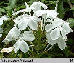 Plumbago auriculata (ołownik uszkowaty)