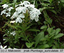 Plumbago auriculata (ołownik uszkowaty)