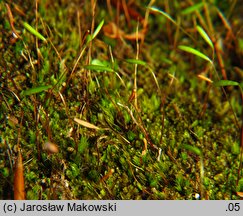 Pohlia elongata (borześlad długoszczecinowy)