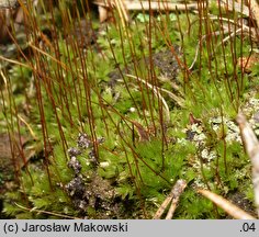 Pohlia nutans (borześlad zwisły)