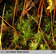 Pohlia nutans (borześlad zwisły)