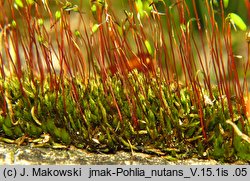 Pohlia nutans (borześlad zwisły)