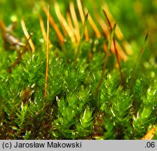 Pohlia nutans (borześlad zwisły)