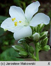 Polemonium coeruleum