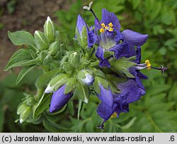 Polemonium coeruleum