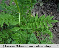 Polemonium coeruleum