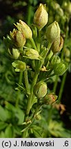 Polemonium coeruleum