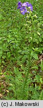 Polemonium coeruleum