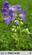 Polemonium coeruleum